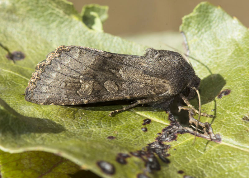 Noctuidae: Aporophyla (Phylapora) lutulenta